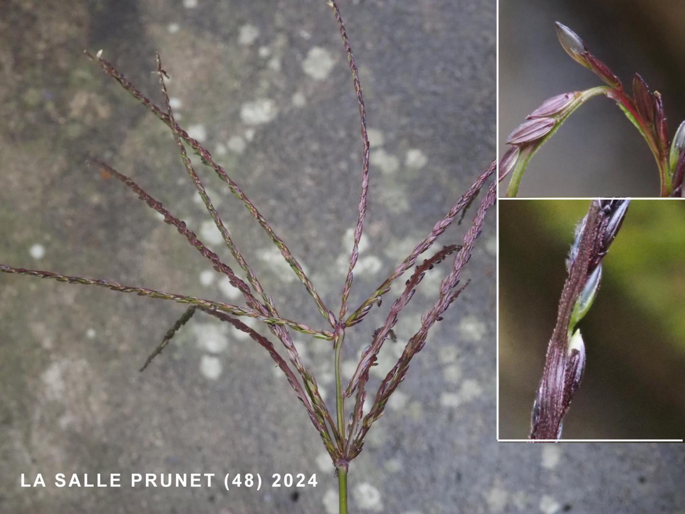 Finger-grass, Common flower